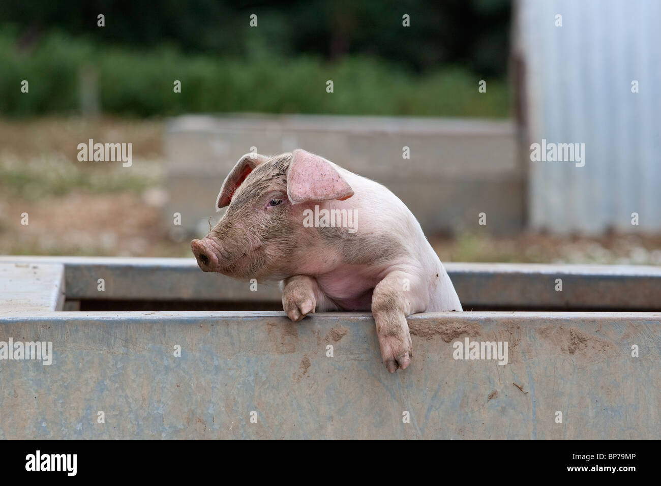 Single Piglet looking from ark Stock Photo