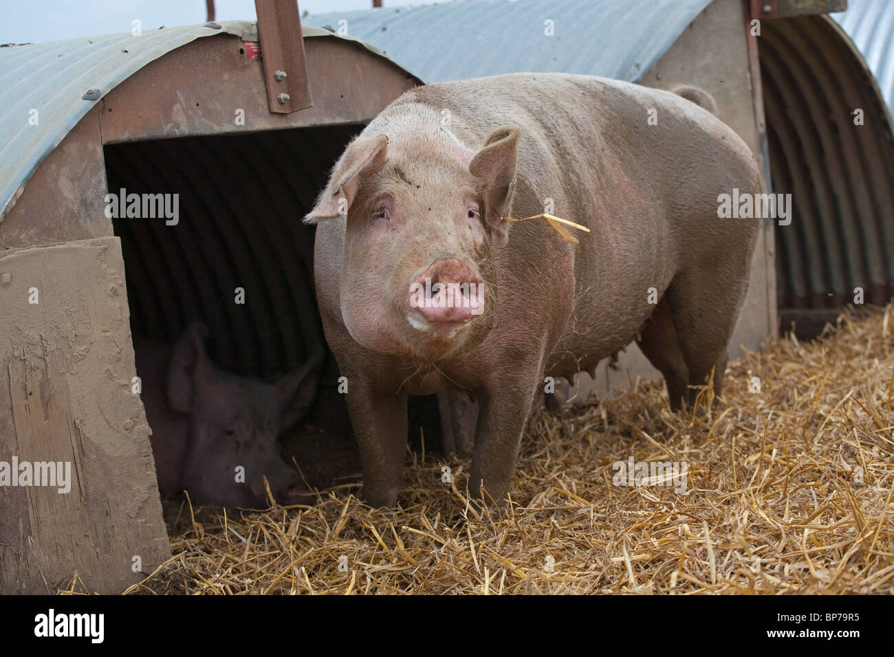 Large White Sow & Piglets in free range ark Stock Photo
