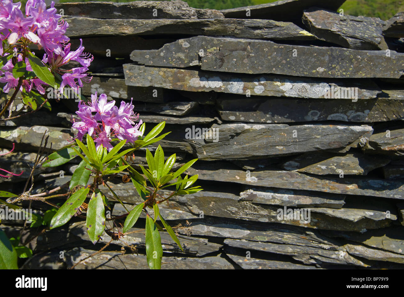 Llechwedd slate mine wall, Blaenau, Ffestiniog, Snowdonia, north Wales Stock Photo Alamy