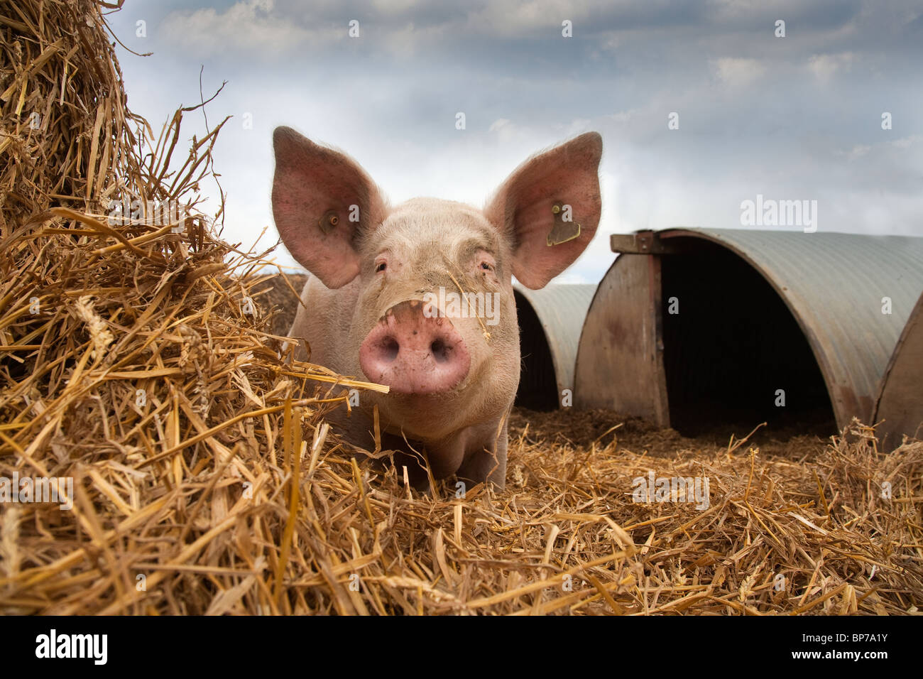 Large White Sow & Piglets in free range ark Stock Photo
