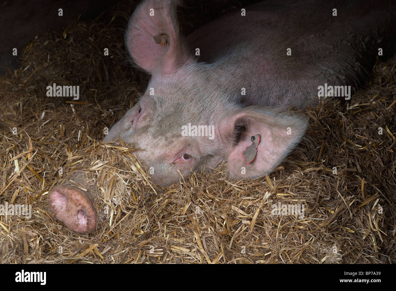 Large White Sow Hybrid resting on straw bed Stock Photo Alamy