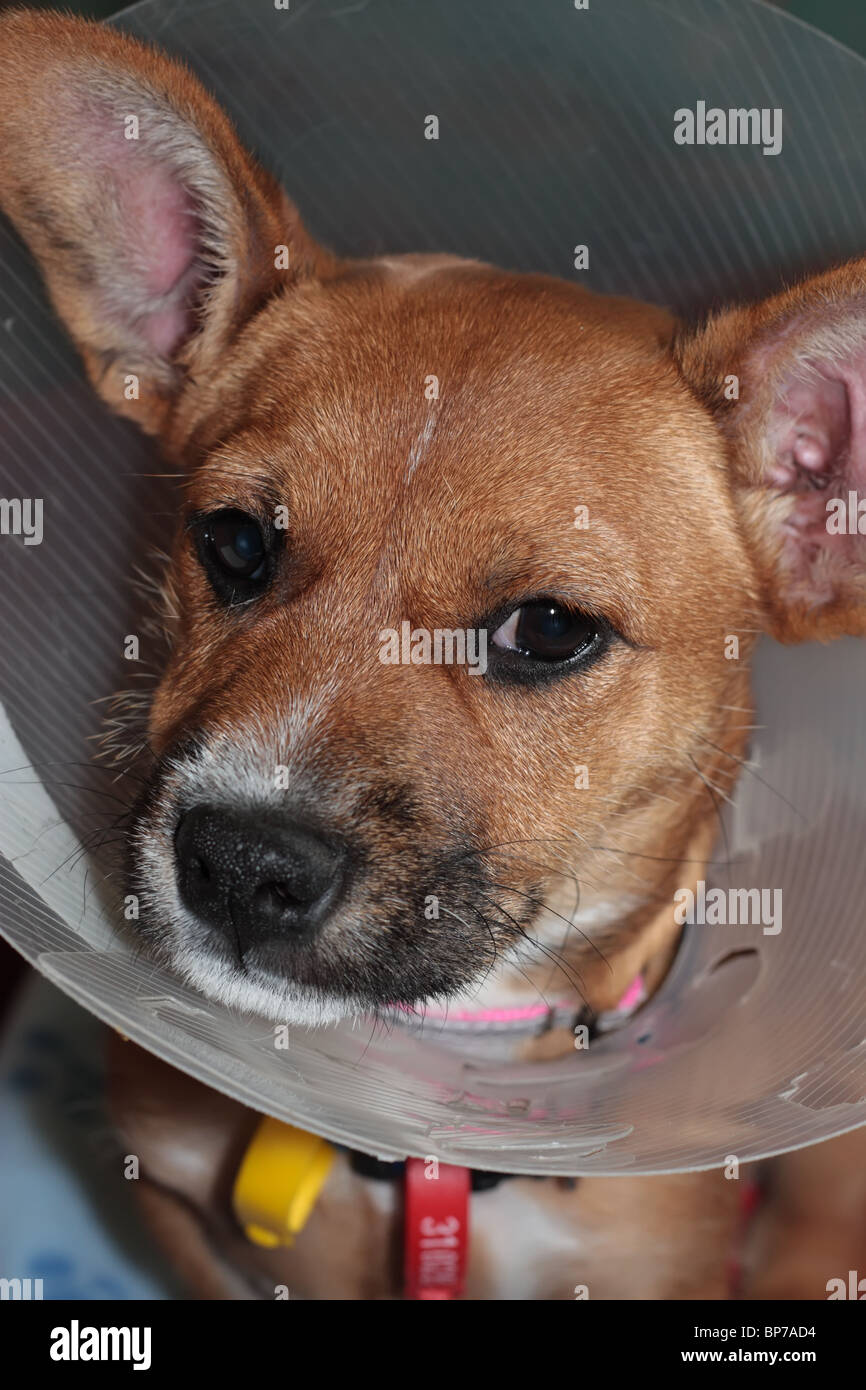 Cute Puppy with Tags Stock Photo Alamy