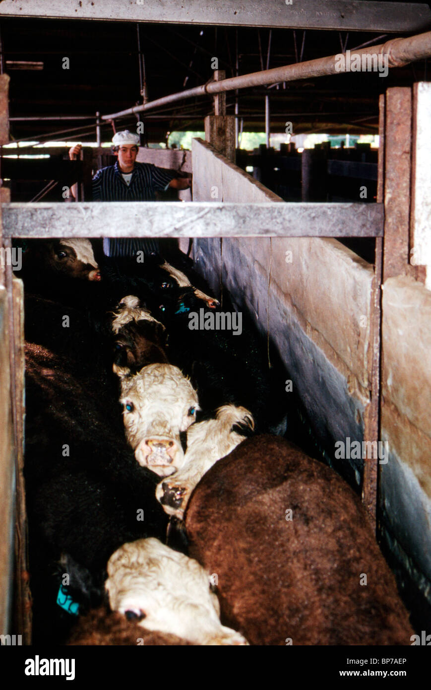 Cattle crush in an Australian abattoir express fear as their companions are killed by a bolt gun. Stock Photo