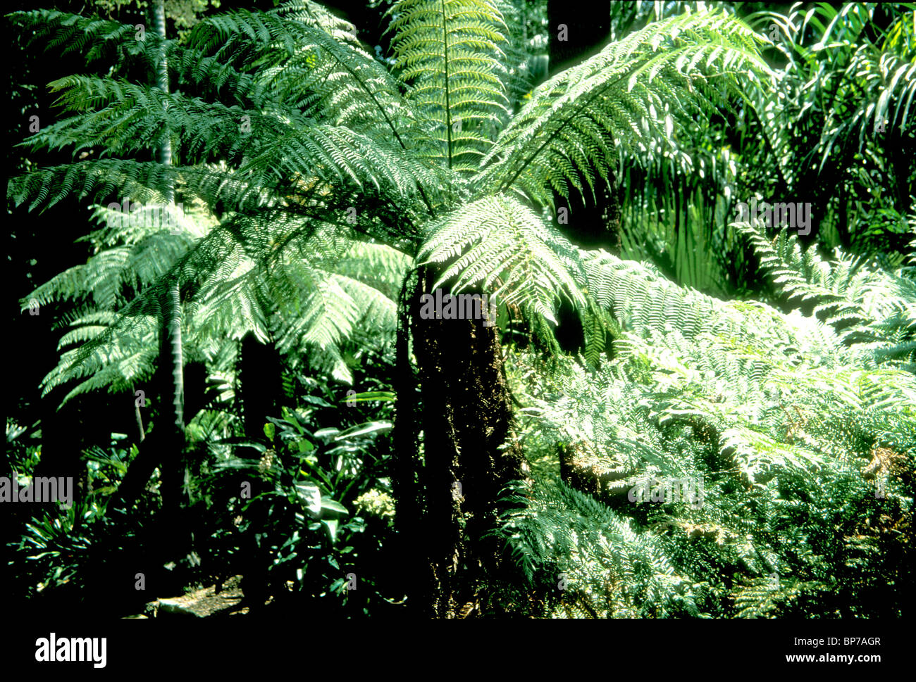Sub-tropical rain forest ferns northern NSW Australia Stock Photo