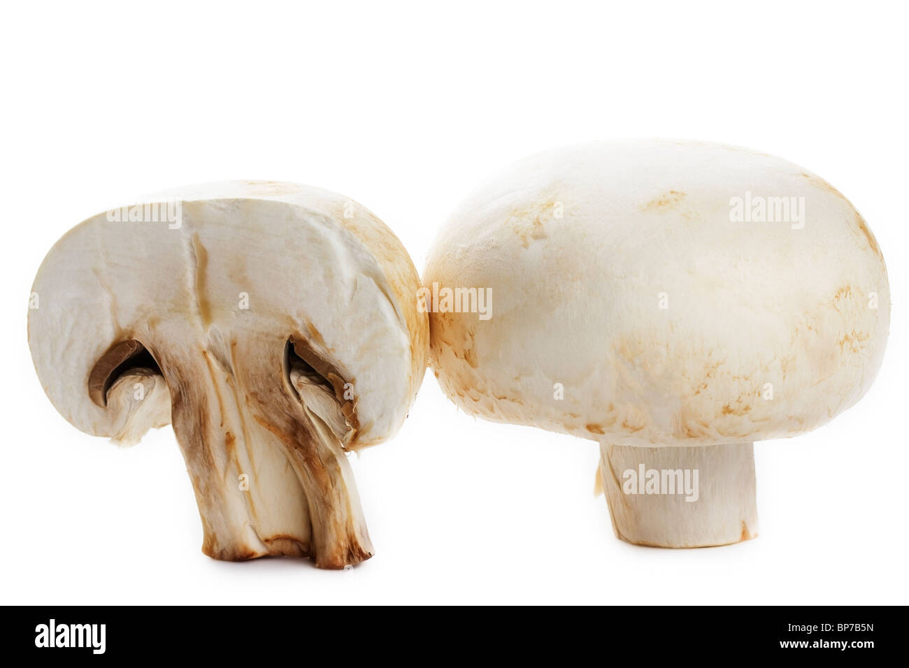 one white mushroom and a half on white background Stock Photo