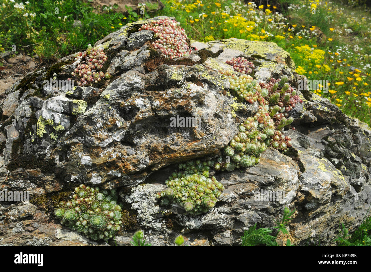 Cobweb House Leek, Cobweb houseleek (Sempervivum arachnoideum), growing on rock, Spain, Pyrenaeen, Katalonien Stock Photo