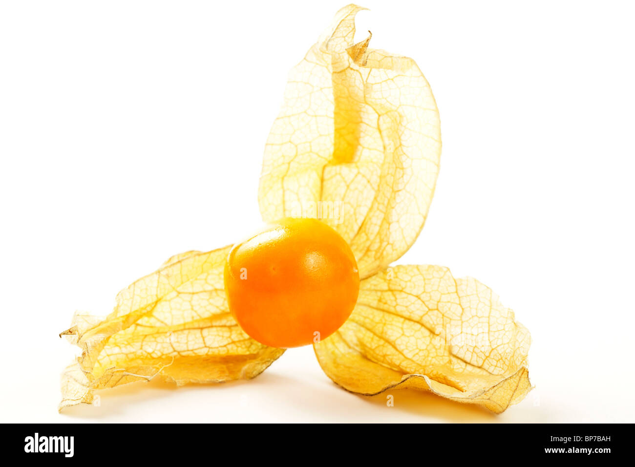 macro of a seasonal physalis on white background Stock Photo