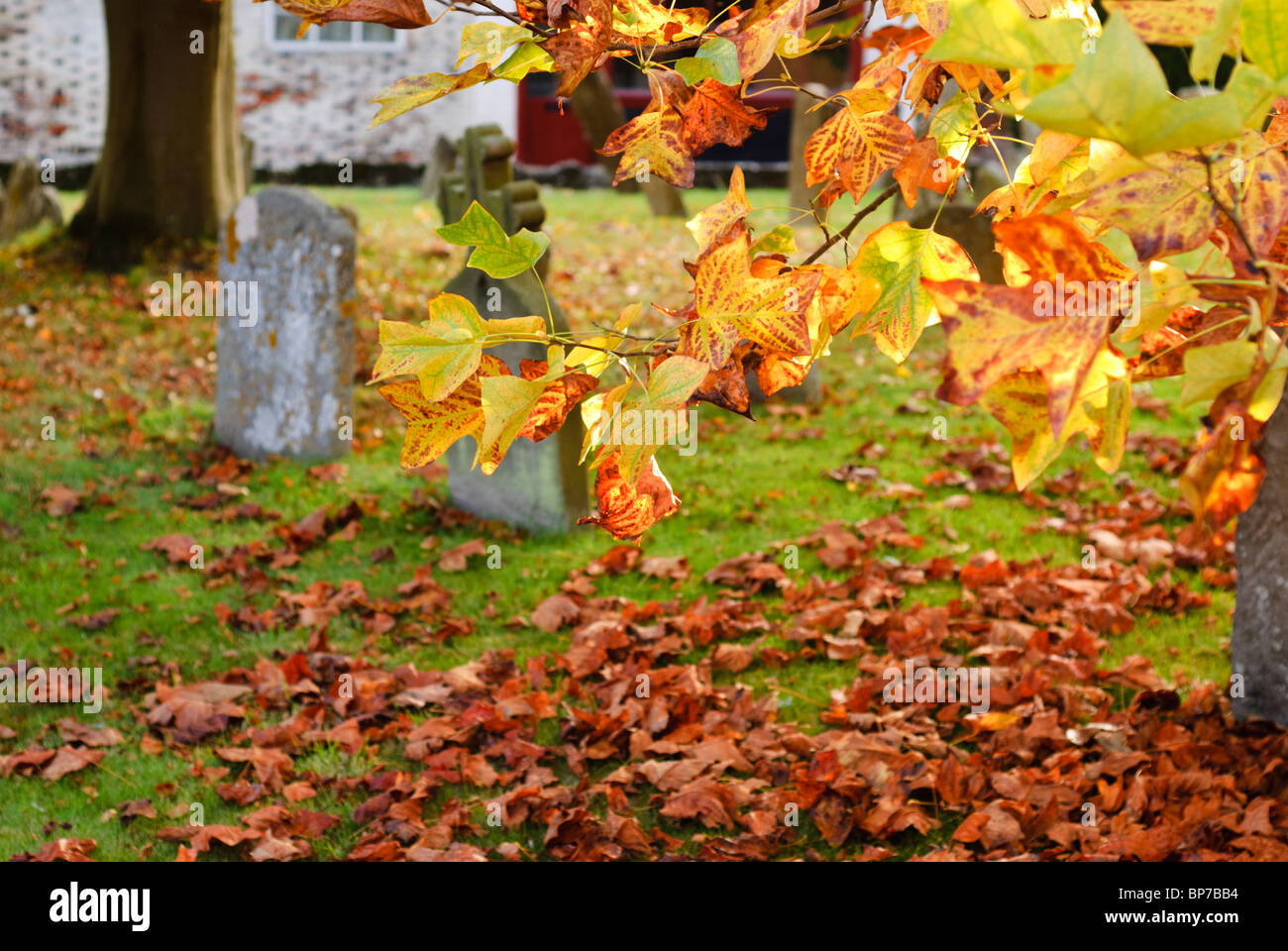 Golden Autumn leaves in the Churchyard of St Peter and St Paul Church in Wantage ,Oxfordshire, England, U.K. Stock Photo