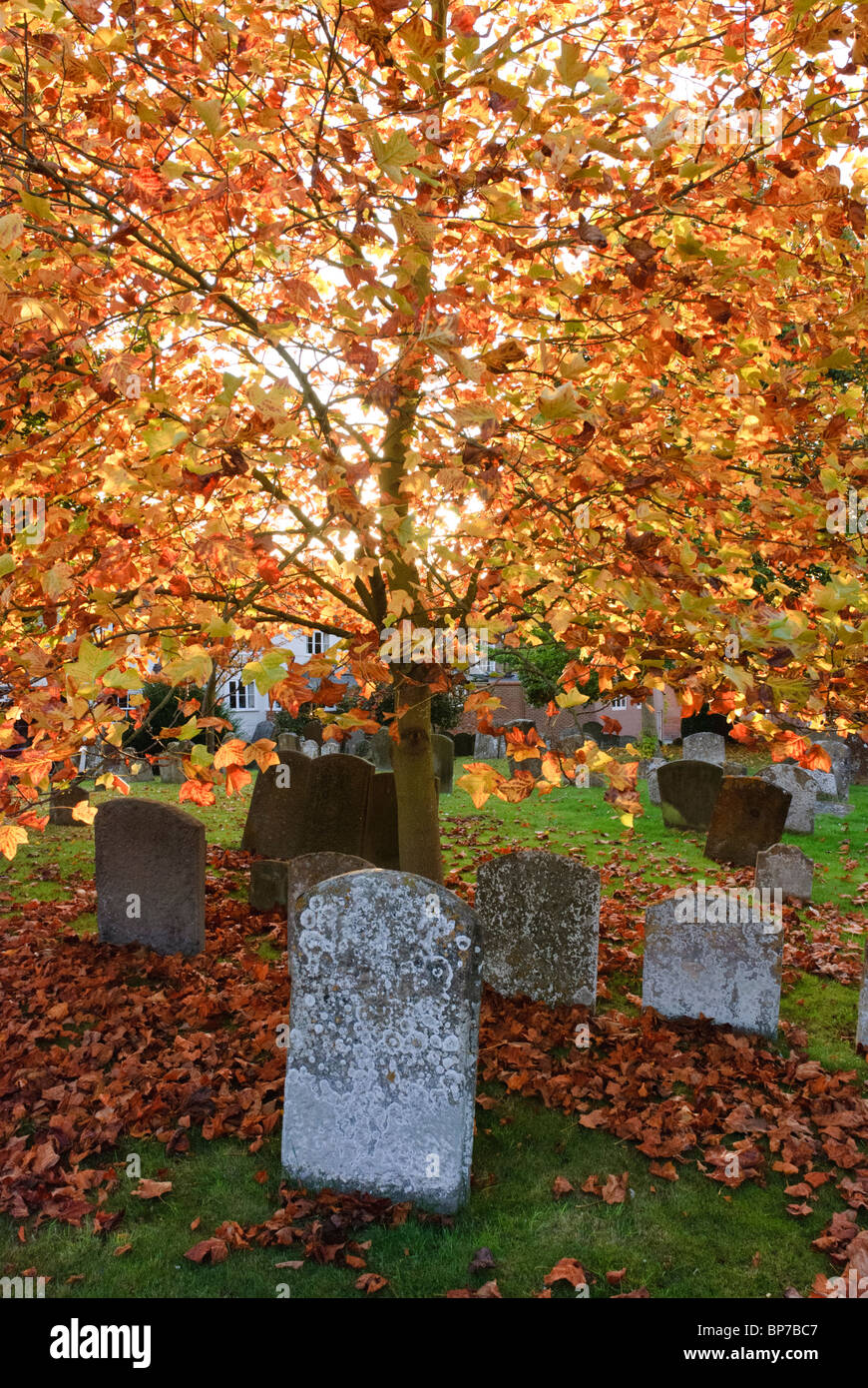Golden Autumn leaves in the Churchyard of St Peter and St Paul Church in Wantage ,Oxfordshire, England, U.K. Stock Photo