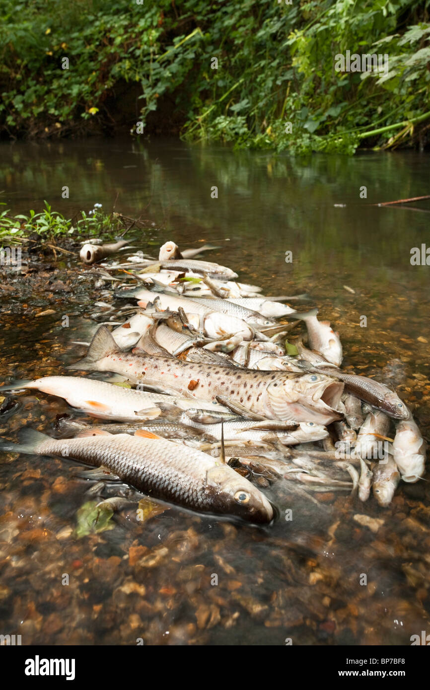 River dead fish uk hires stock photography and images Alamy