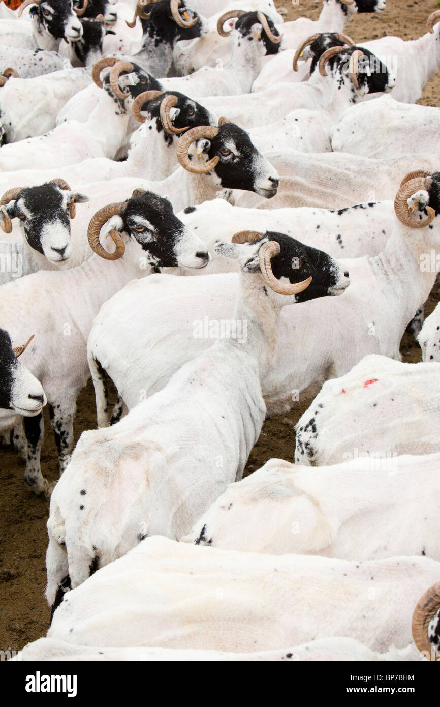 Sheep shearing pen hires stock photography and images Alamy