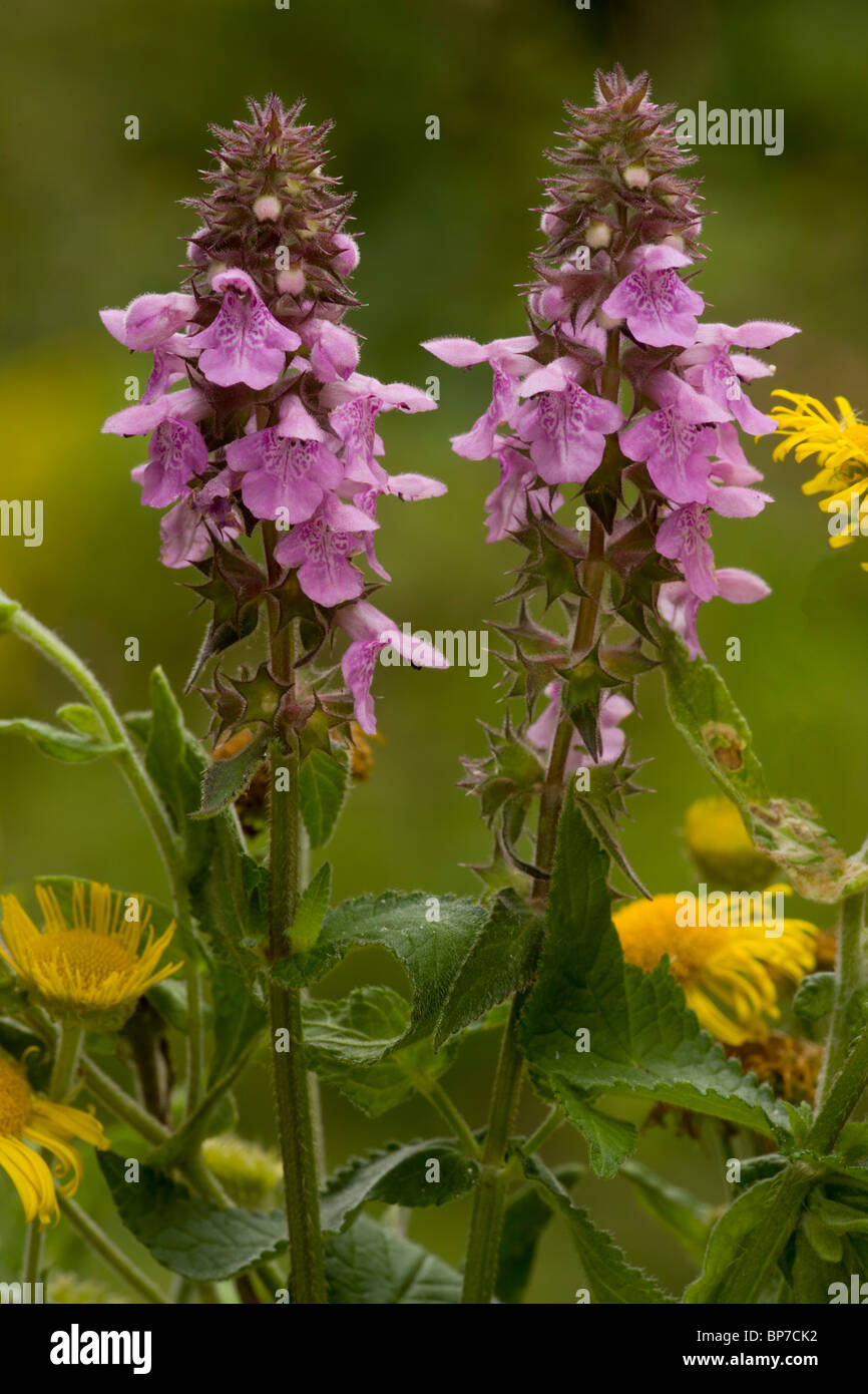 Hybrid Woundwort, Stachys x ambigua (Hedge woundwort x Marsh Woundwort) in flower. Dorset. Stock Photo