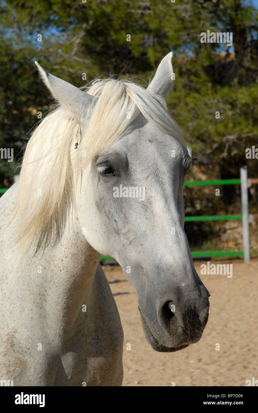 Fleabitten Grey Thoroughbred Fleabitten Grey Thoroughbred