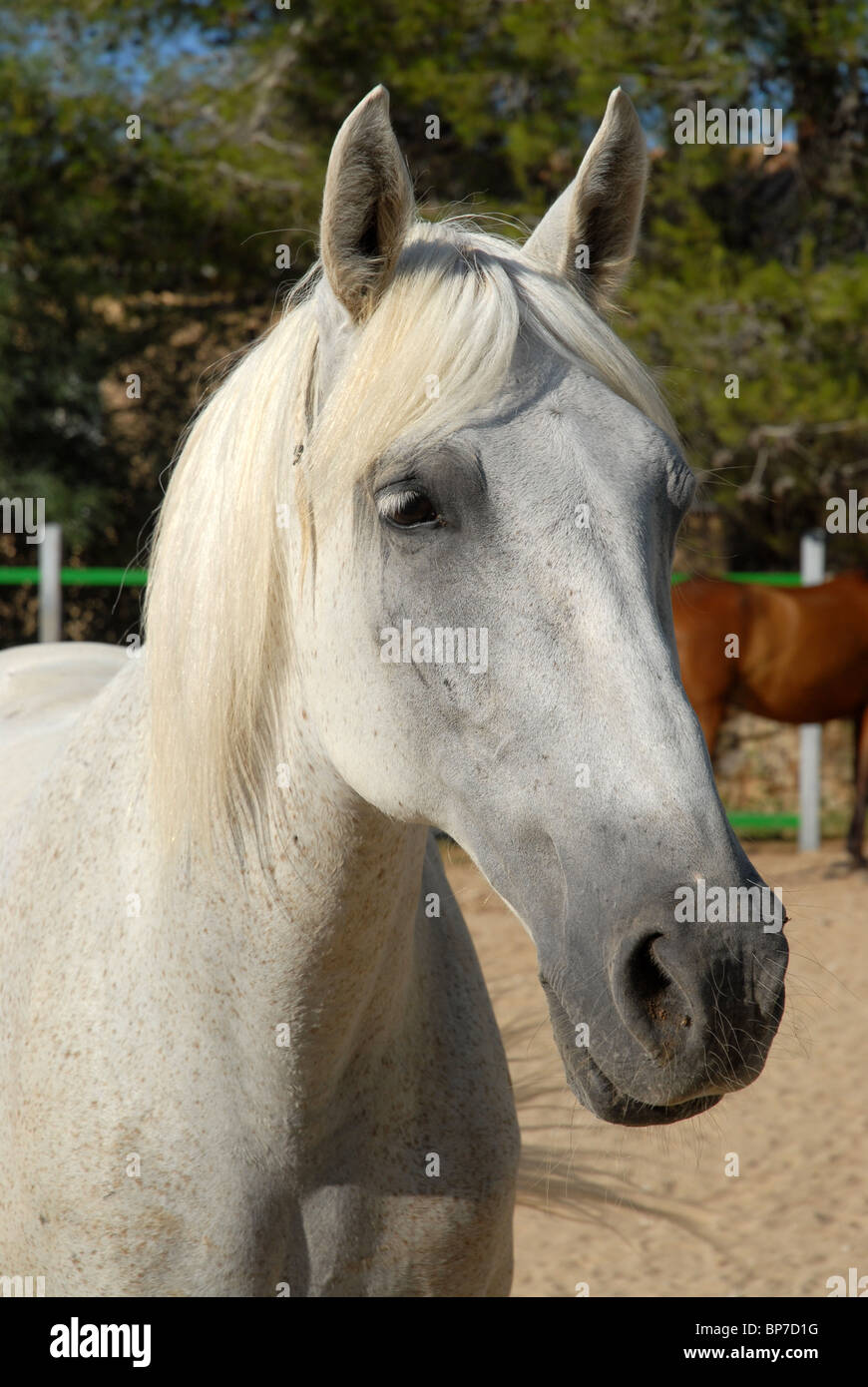 Flea bitten horse color hires stock photography and images Alamy