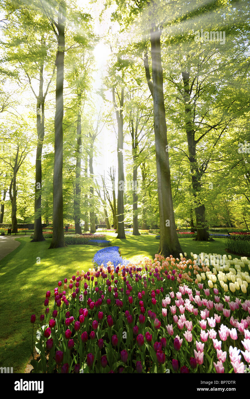 Tulips in the spring Keukenhof park, Netherlands Stock Photo - Alamy