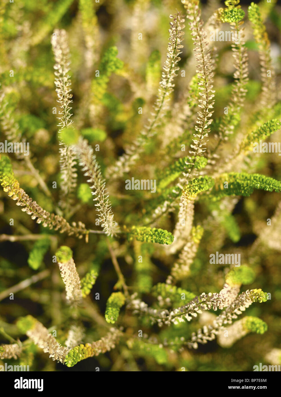Roadside Pepperweed closeup background. Extremely shallow DOF Stock Photo