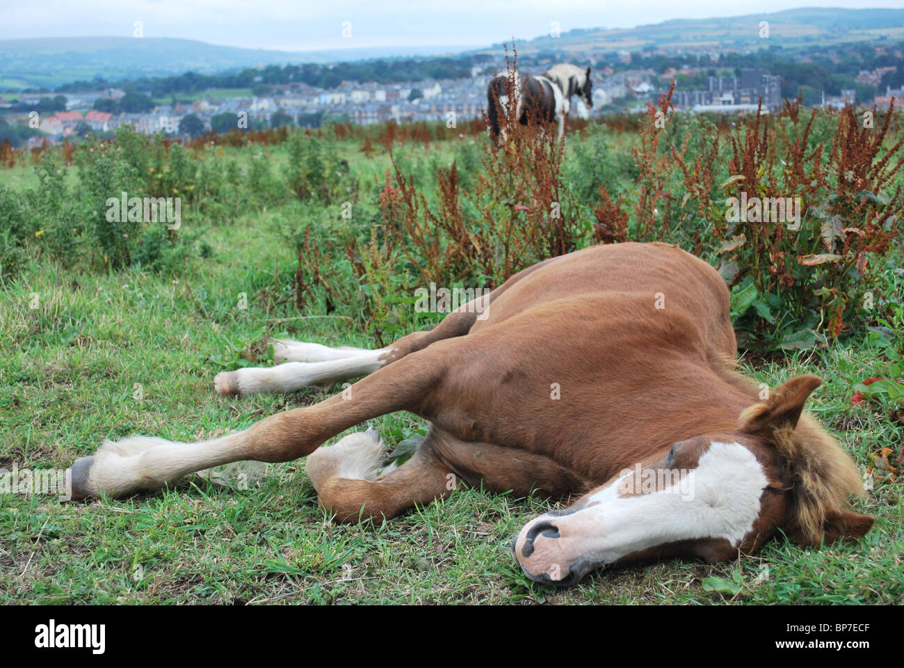 How do horses sleep hires stock photography and images Alamy