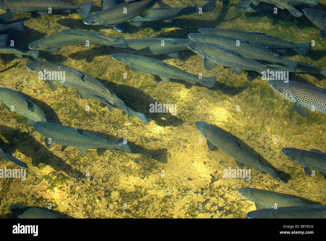 Game fish hires stock photography and images Alamy