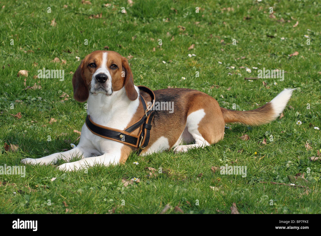 beagle harness