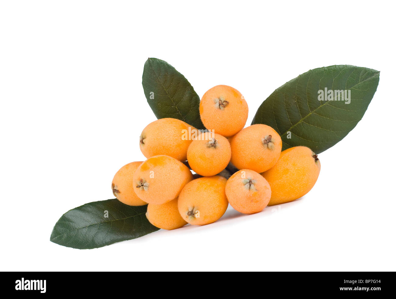 Fresh loquat fruit with green leaves. Isolated on white background. Stock Photo