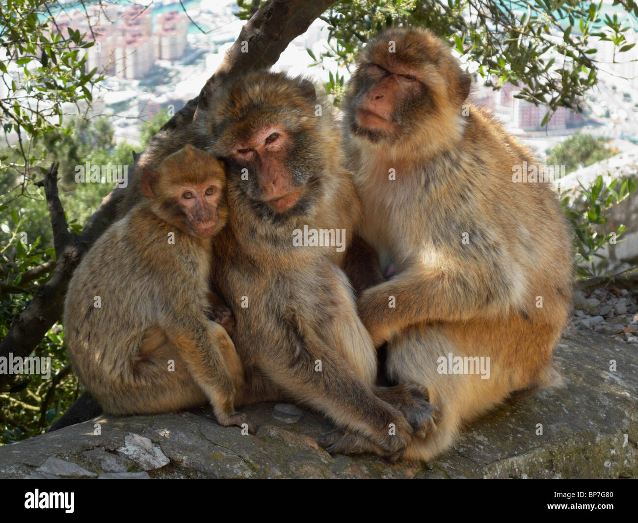 Barbary Macaques on the Rock of Gibraltar. Stock Photo
