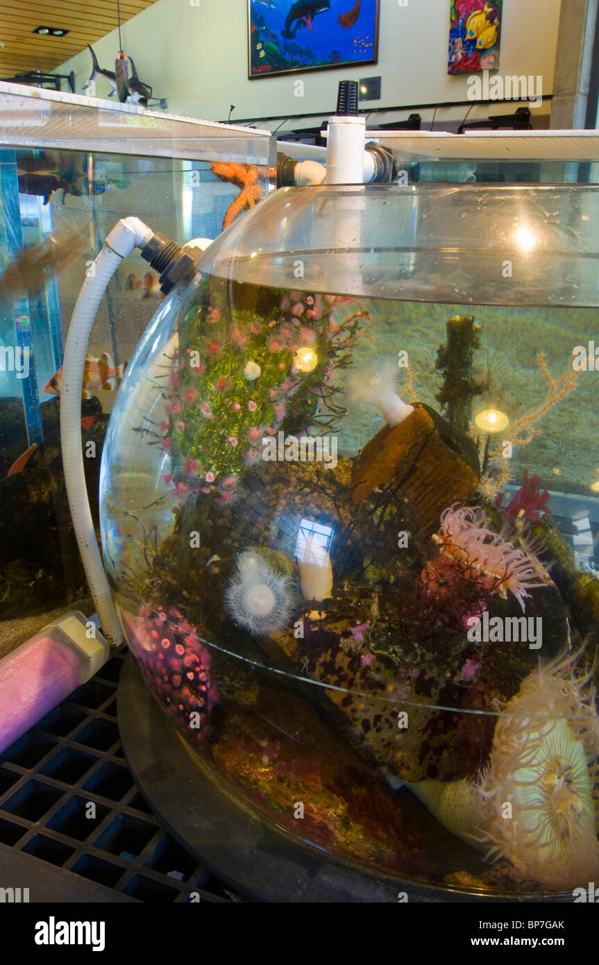 Marine Exhibits at The Ocean Institute at Dana Point Harbor, Dana Point