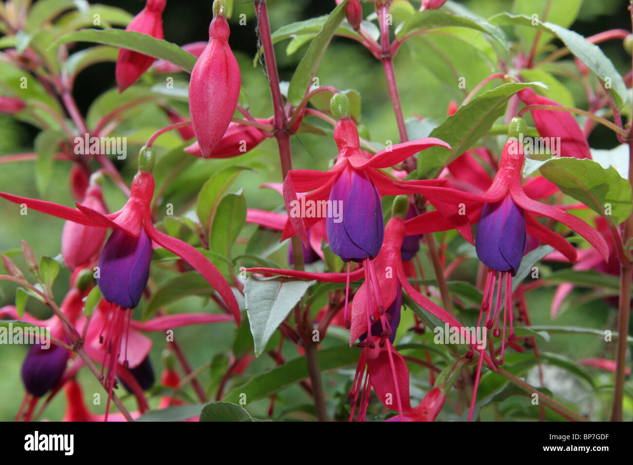 Fuchsia (Fuchsia sp.), flowering. Stock Photo