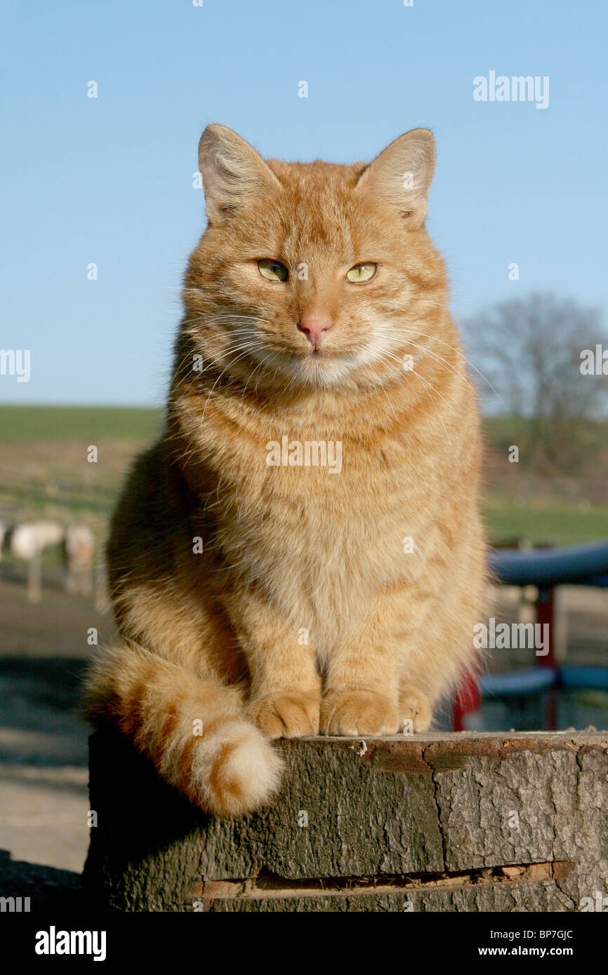 Domestic Cat (Felis silvestris, Felis catus). Free-ranging farm tomcat sitting on a log. Stock Photo