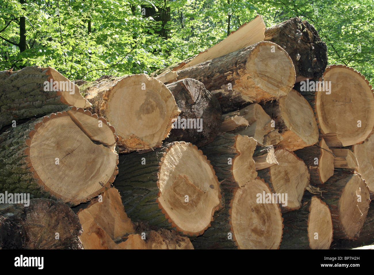 Cut logs stacked in a forest. Stock Photo
