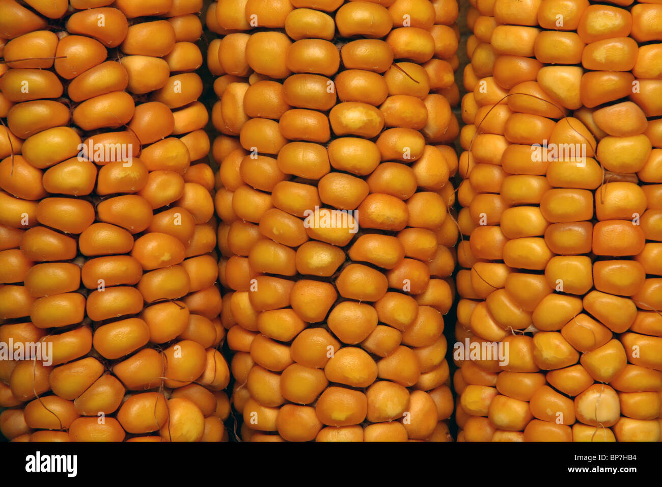 Maize, Corn (Zea mays). Corncob detail Stock Photo Alamy