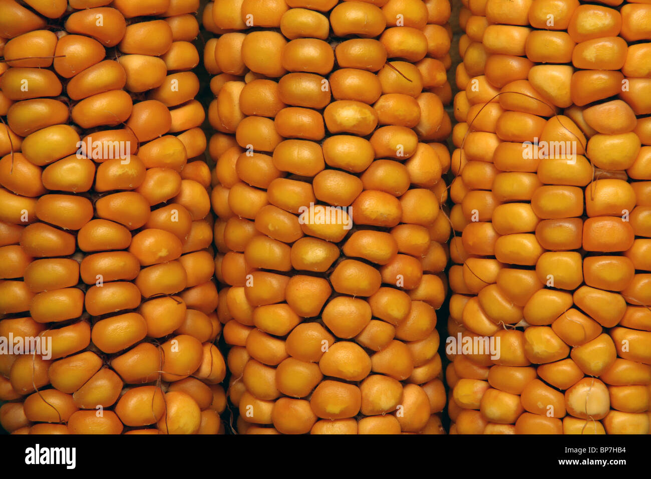 Maize, Corn (Zea mays). Corncob detail. Stock Photo
