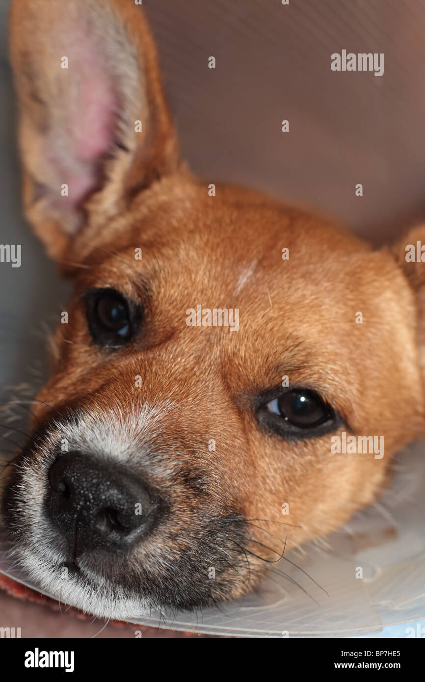 Dog with Neck Support Stock Photo Alamy