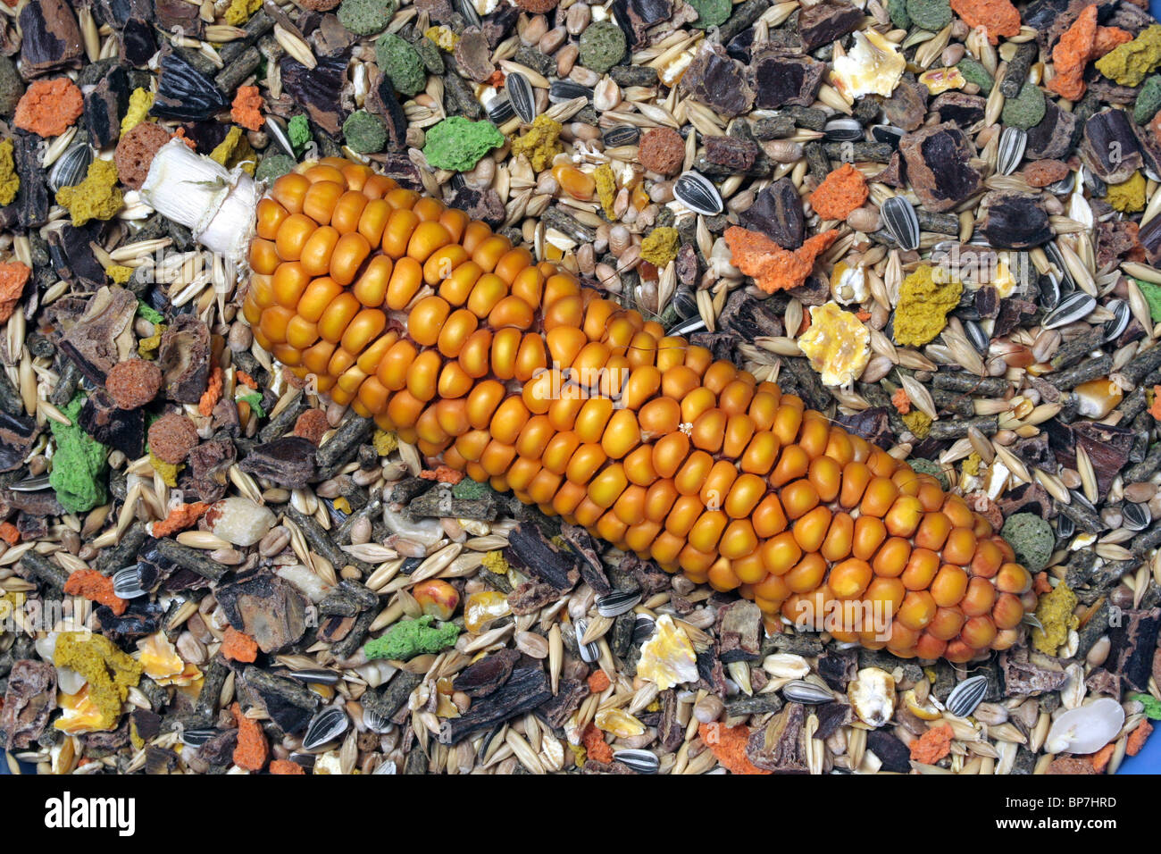 Maize, Corn (Zea mays). Cob lying on rodent feed with sunflower kernels, grain, multi-coloured pellets and maize corns. Stock Photo
