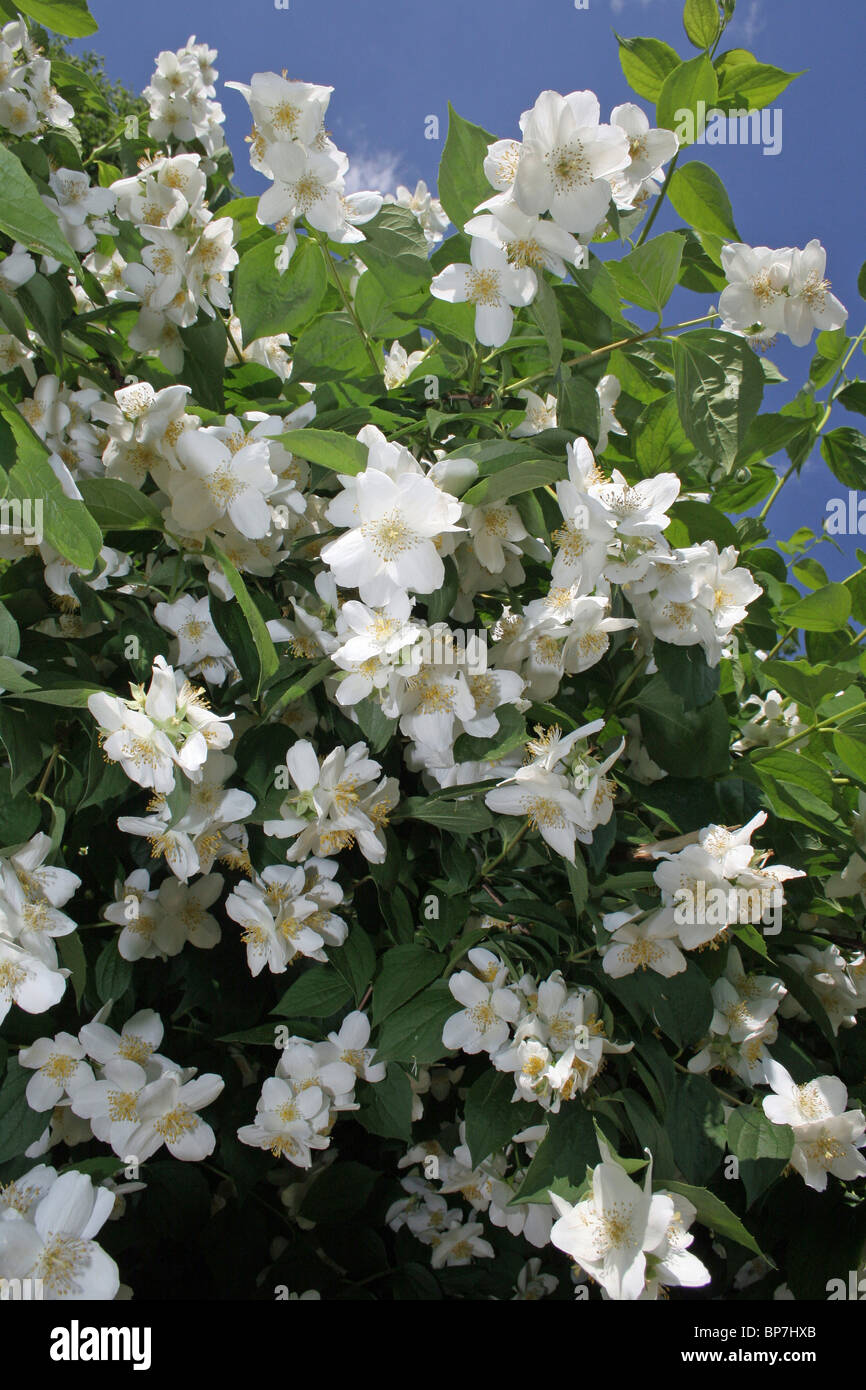 Sweet Mockorange (Sorbus aucuparia), flowering bush. Stock Photo