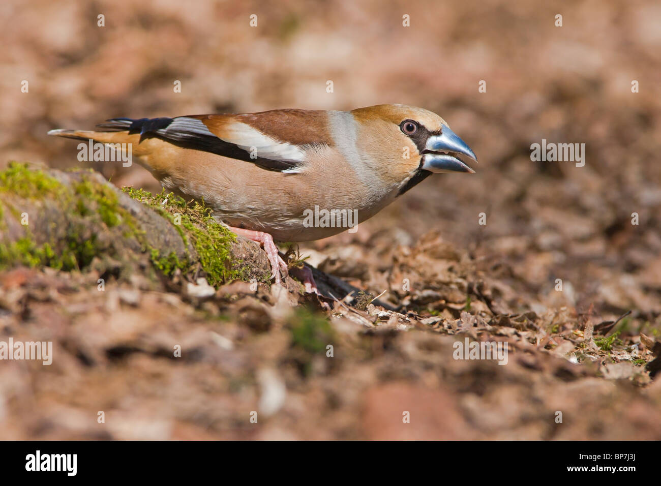 Female Hawfinch on a Hornbeam tree root in leaf litter. Stock Photo