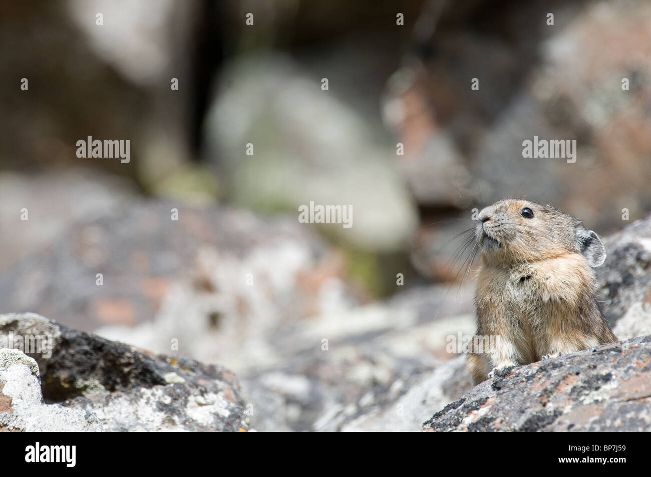 Among rocks hi-res stock photography and images - Alamy