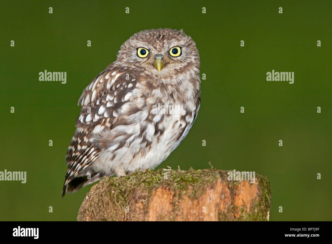 Little Owl perched on a mossy tree stump. Stock Photo