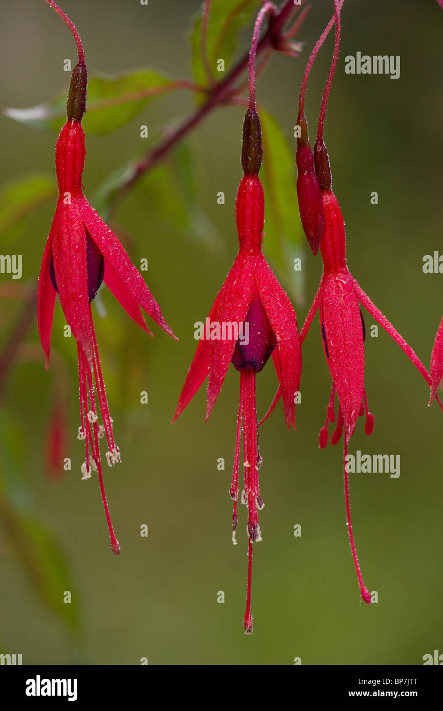 Fuchsia, Fuchsia magellanica flowers; widely naturalised in western Britain, from Chile/Argentina. Dorset. Stock Photo
