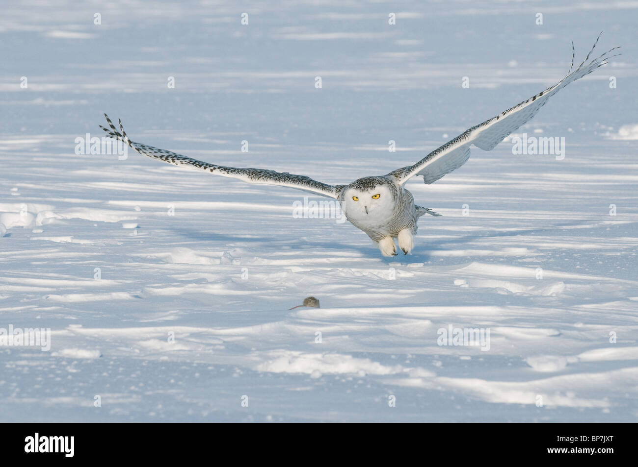 Snowy Owl (Bubo scandiacus, Nyctea scandiaca), adult about to catch a mouse. Stock Photo