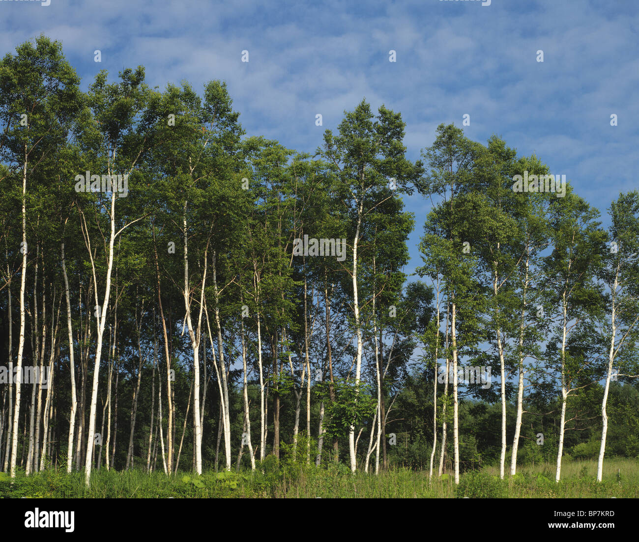 Birch Trees, Nagano Prefecture, Japan Stock Photo Alamy