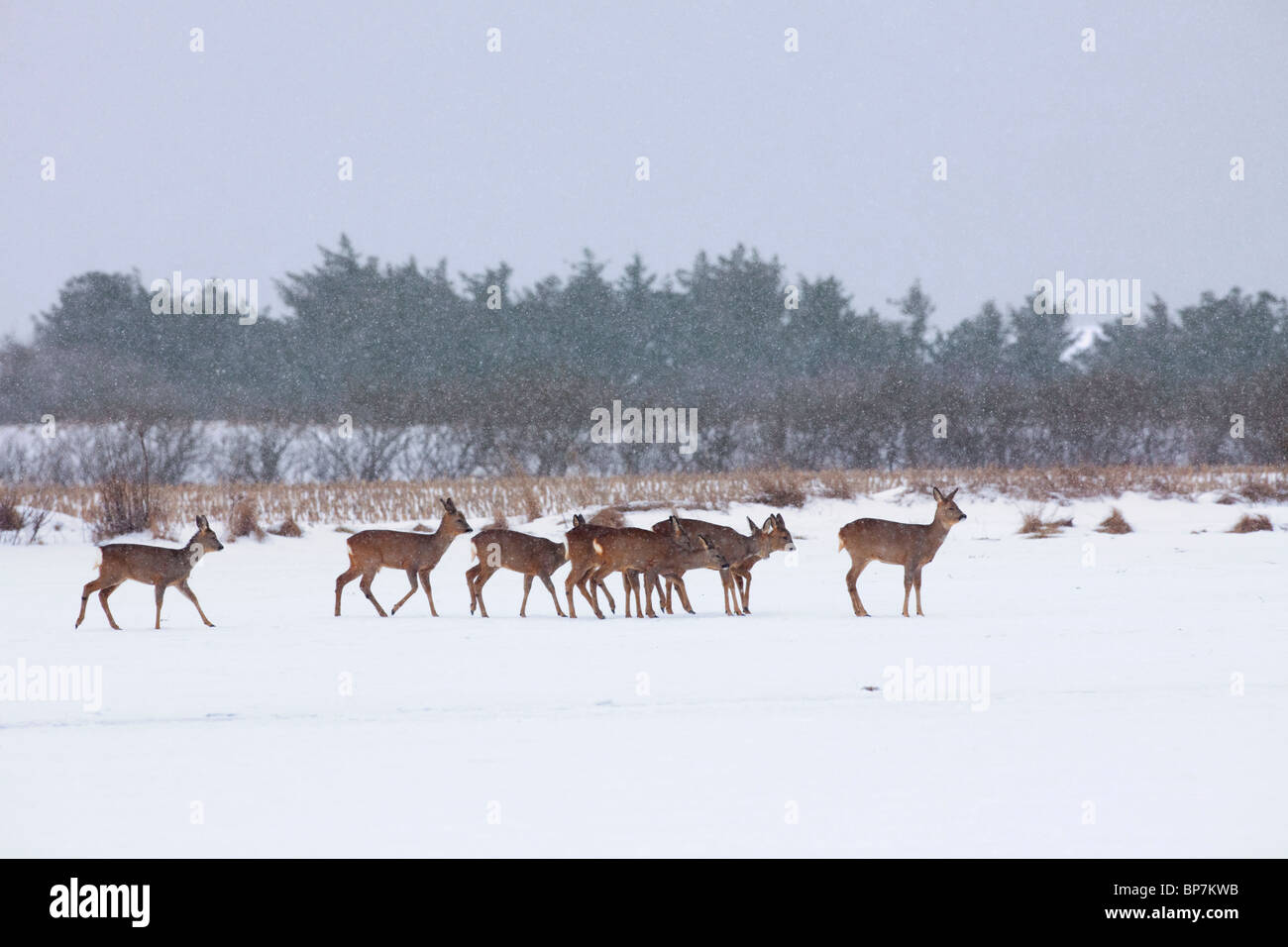 Roe deer herd hi-res stock photography and images - Alamy