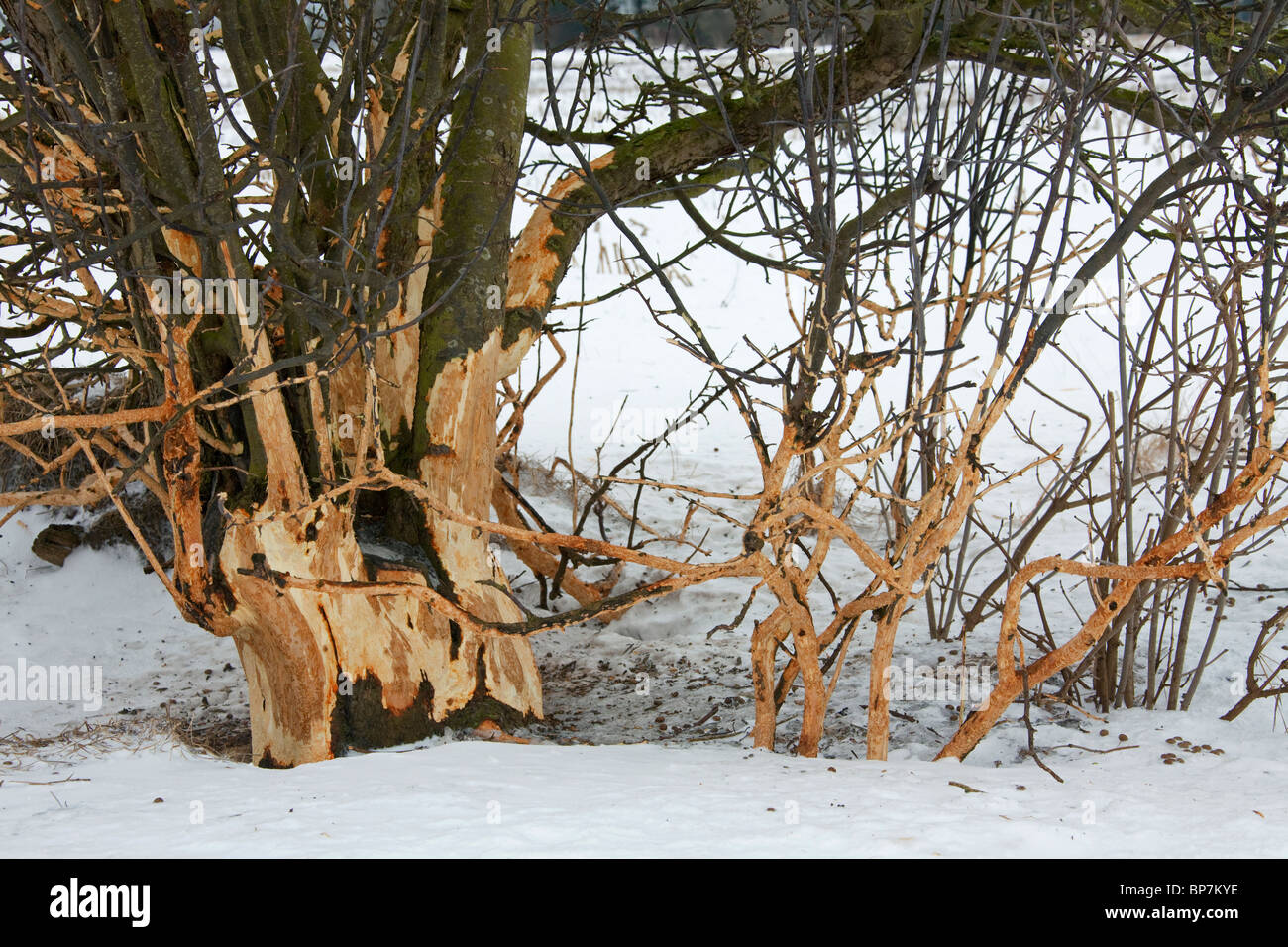Fruit tree damaged by rabbits (Oryctolagus cuniculus) and other rodents by eating the bark in winter Stock Photo