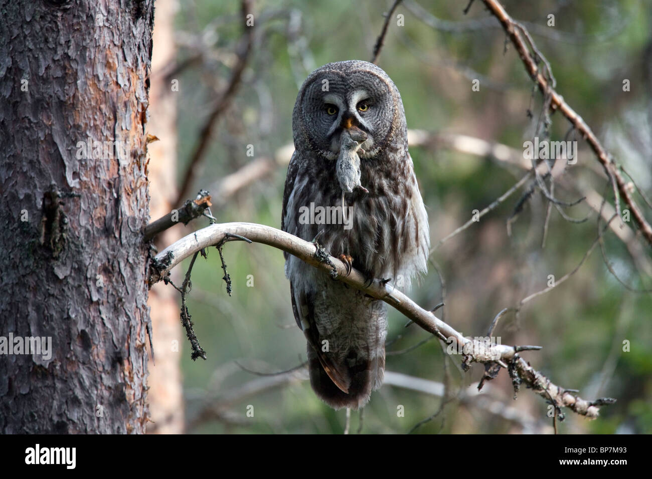 Great grey owl (Strix nebulosa) perched on branch in boreal forest with mouse, Sweden Stock Photo
