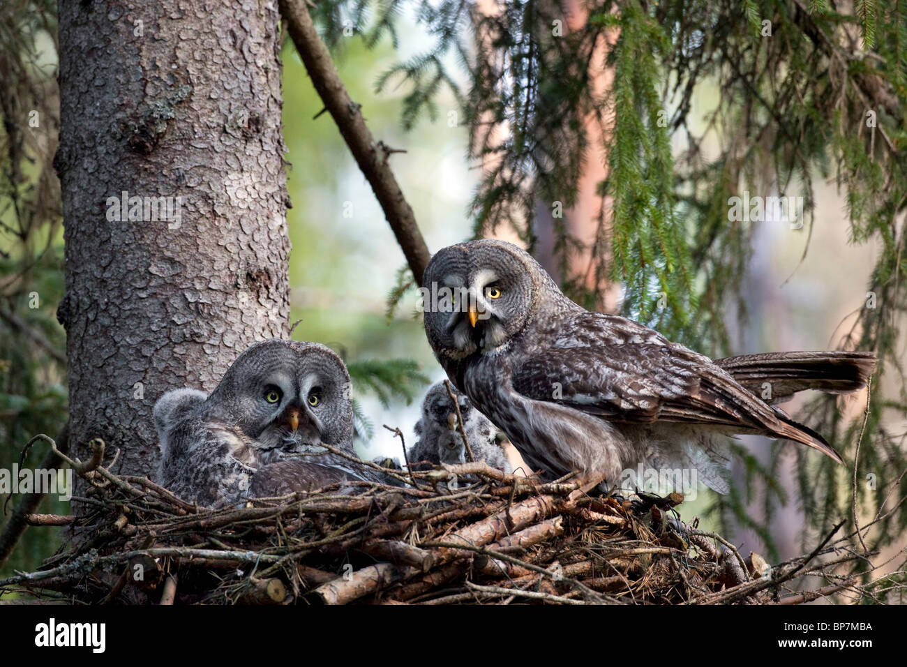 Great grey owl (Strix nebulosa) pair feeding chicks in nest in boreal forest, Sweden Stock Photo
