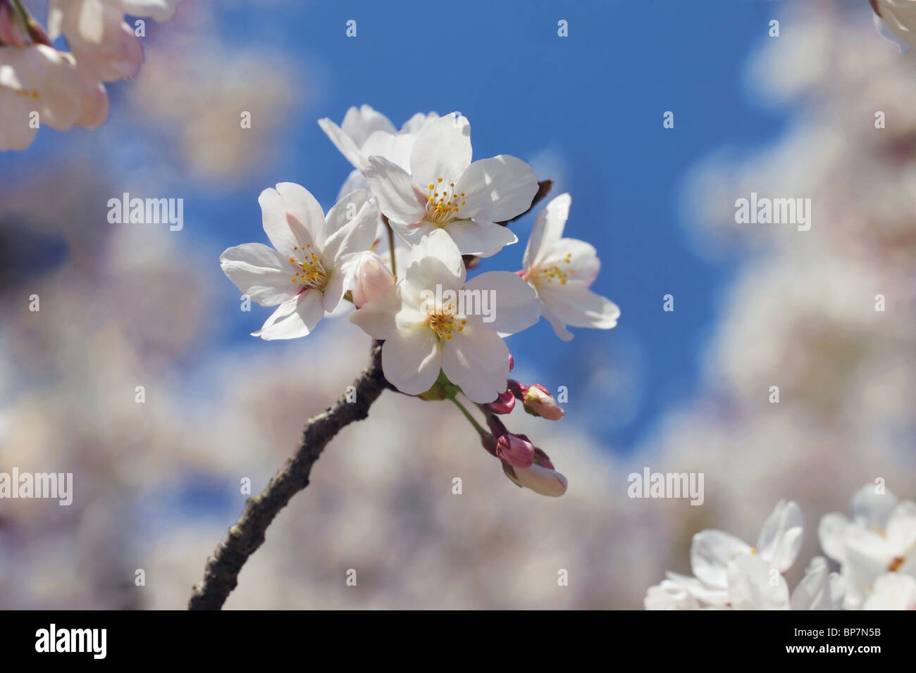 Cherry blossom boughs hi-res stock photography and images - Alamy