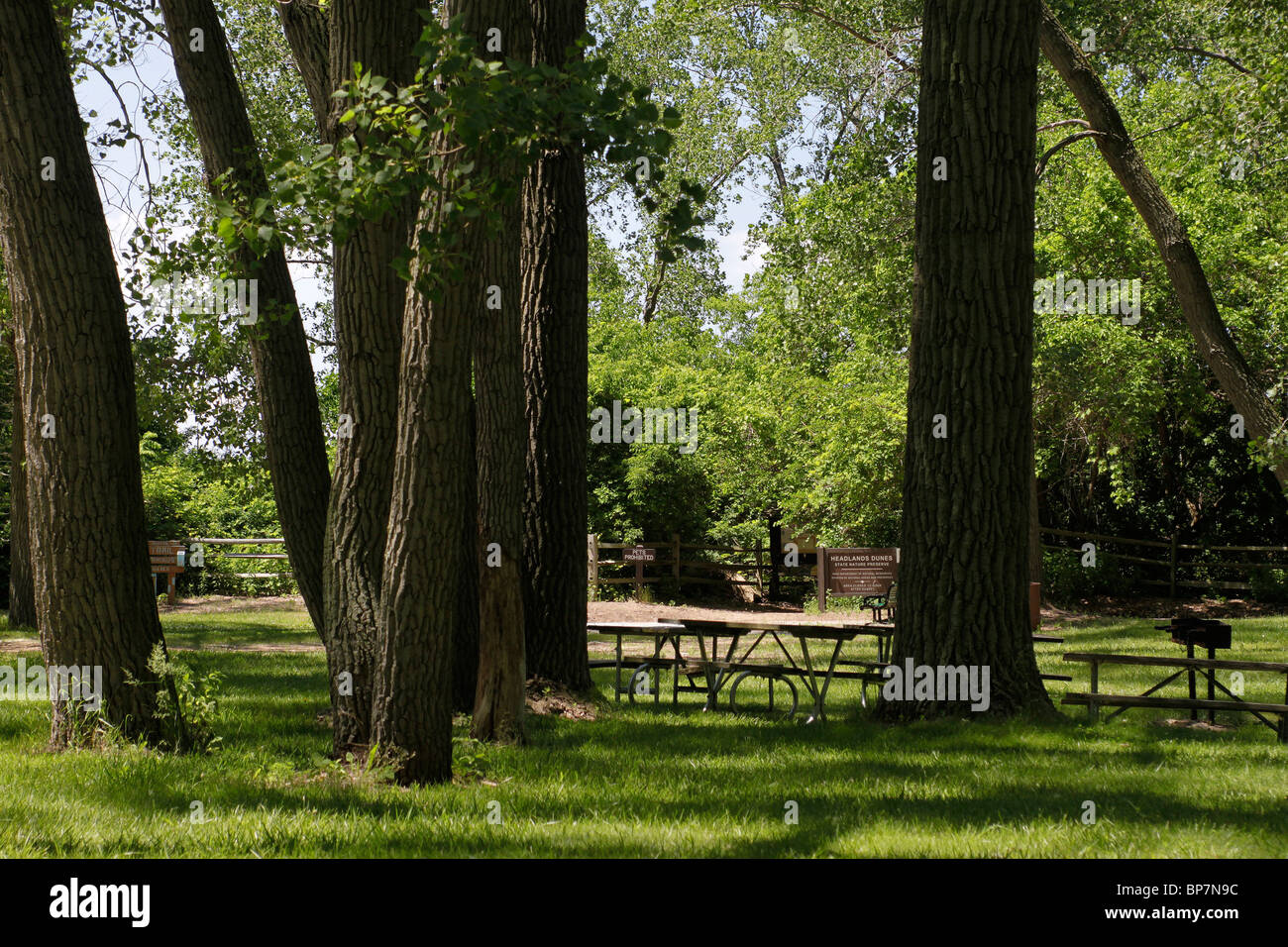 Large Cottonwood trees at Headlands Beach State Park picnic area near