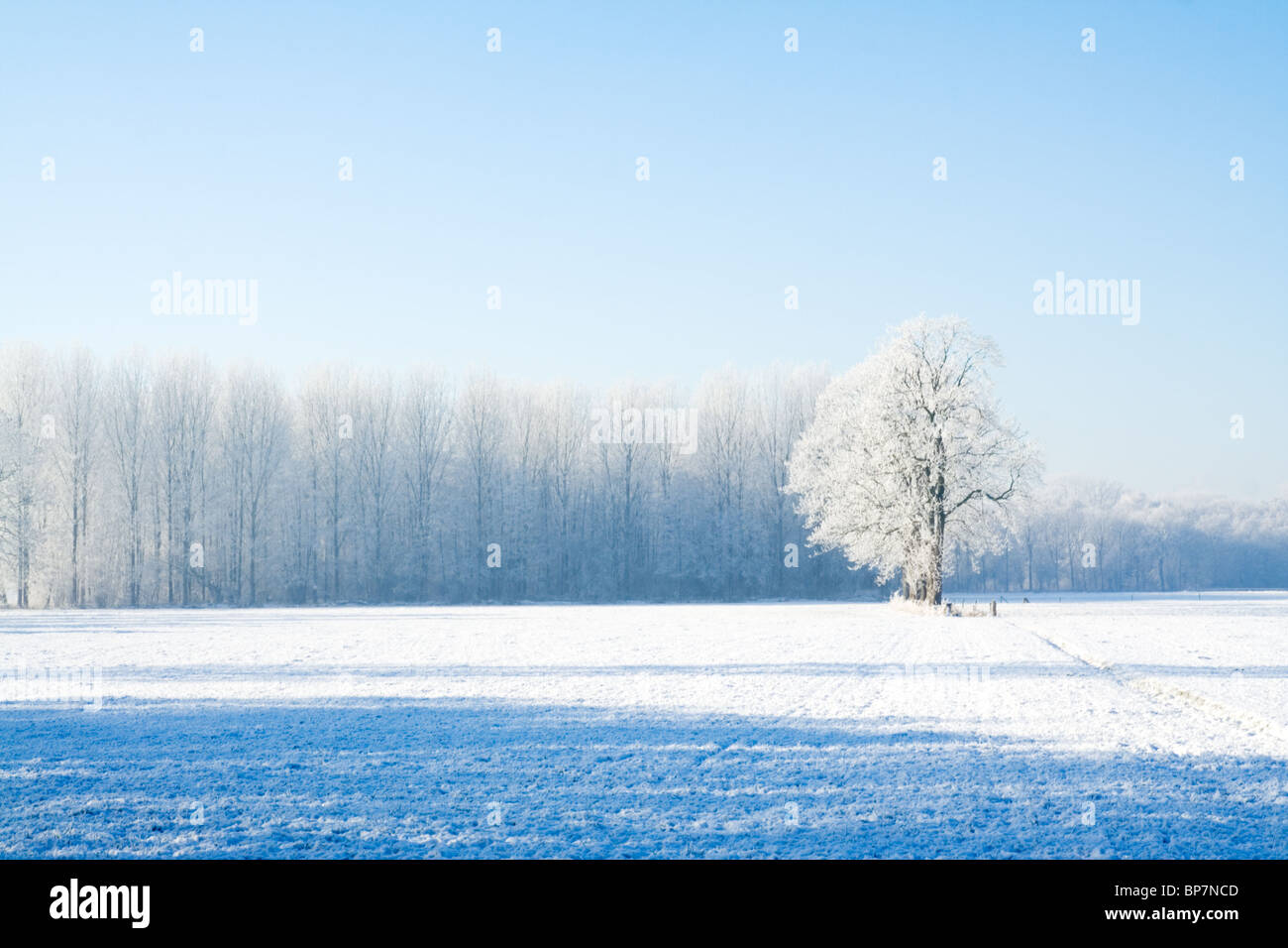 Snow covered farmland and trees during winter Stock Photo
