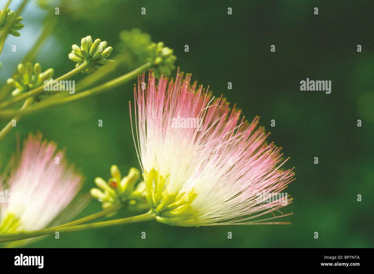 Persian Silk Tree Flower Stock Photo Alamy