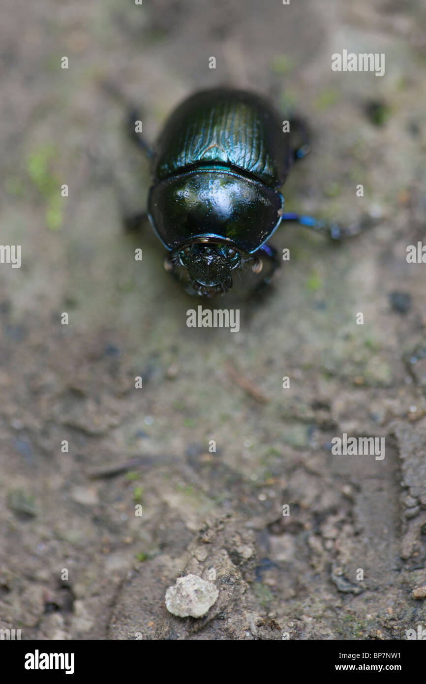 Black beetle Geotrupes Stock Photo