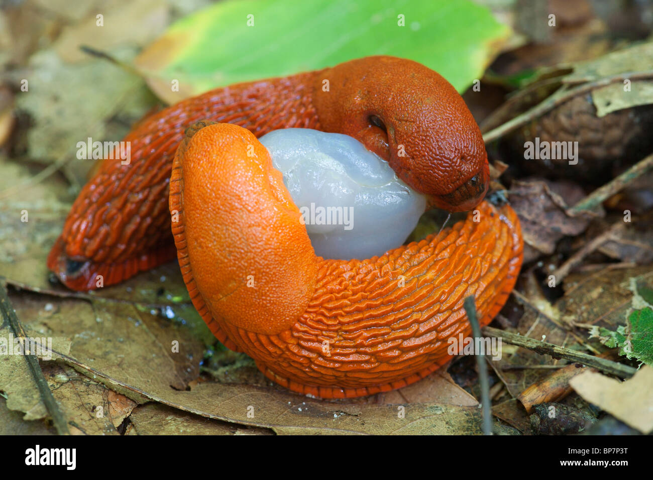 Spanish Slugs mating Arion Vulgaris Stock Photo